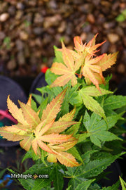 - Acer palmatum 'Big Fan' Red Japanese Maple Tree - Mr Maple │ Buy Japanese Maple Trees