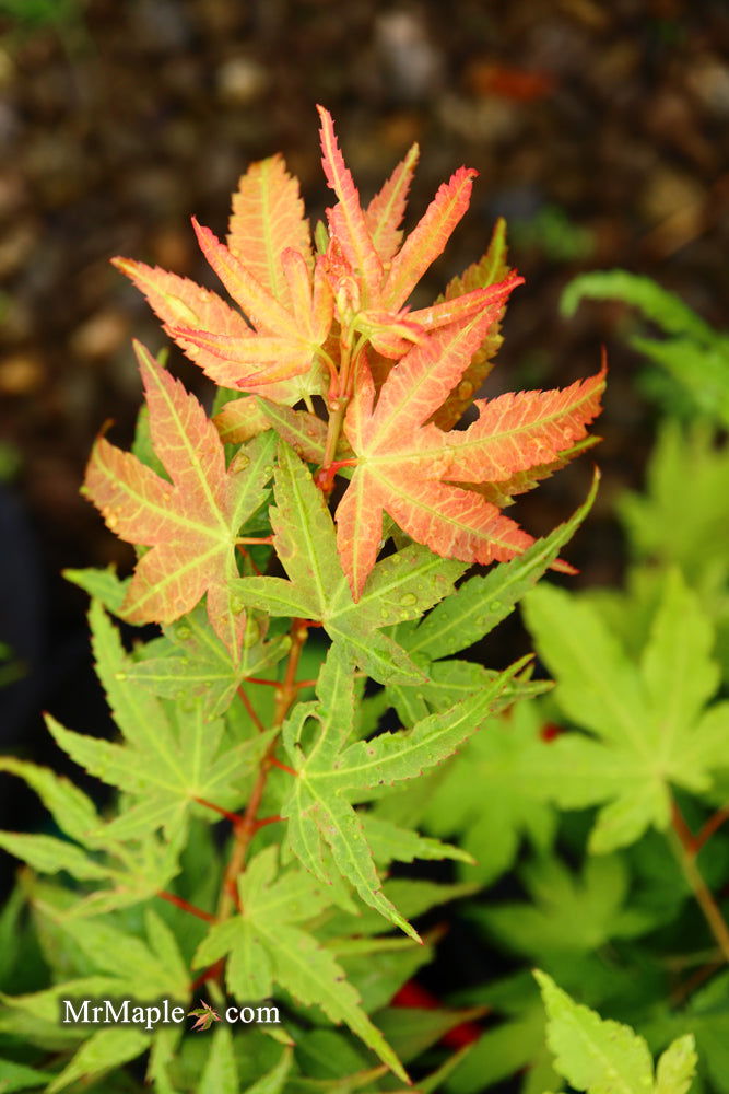 - Acer palmatum 'Big Fan' Red Japanese Maple Tree - Mr Maple │ Buy Japanese Maple Trees