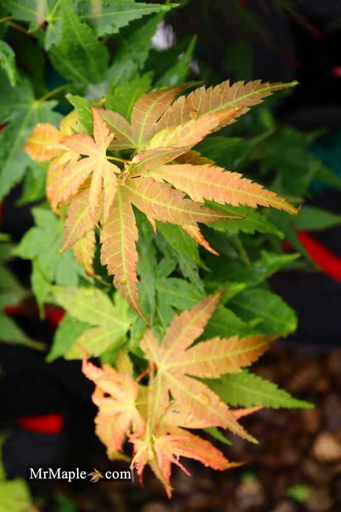 - Acer palmatum 'Big Fan' Red Japanese Maple Tree - Mr Maple │ Buy Japanese Maple Trees