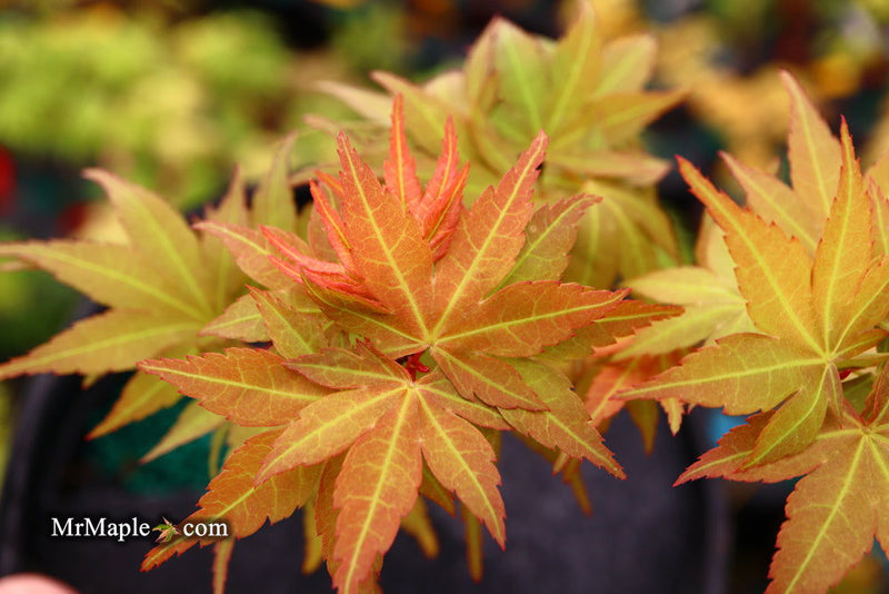 - Acer palmatum 'Big Fan' Red Japanese Maple Tree - Mr Maple │ Buy Japanese Maple Trees
