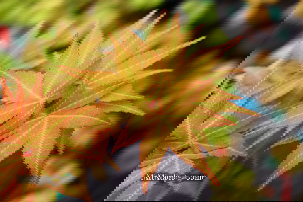 Buy Acer palmatum 'Big Fan' Rare Japanese Maple Tree — Mr Maple