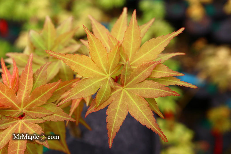 - Acer palmatum 'Big Fan' Red Japanese Maple Tree - Mr Maple │ Buy Japanese Maple Trees