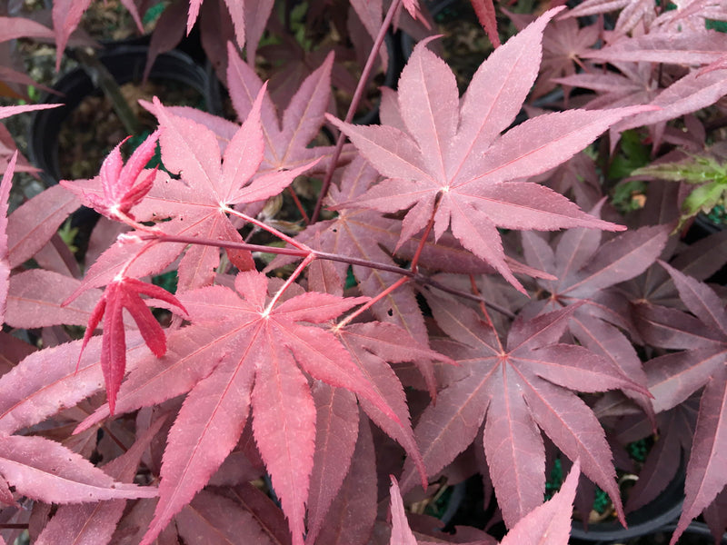 - Acer palmatum 'Big Red' Red Japanese Maple Tree - Mr Maple │ Buy Japanese Maple Trees