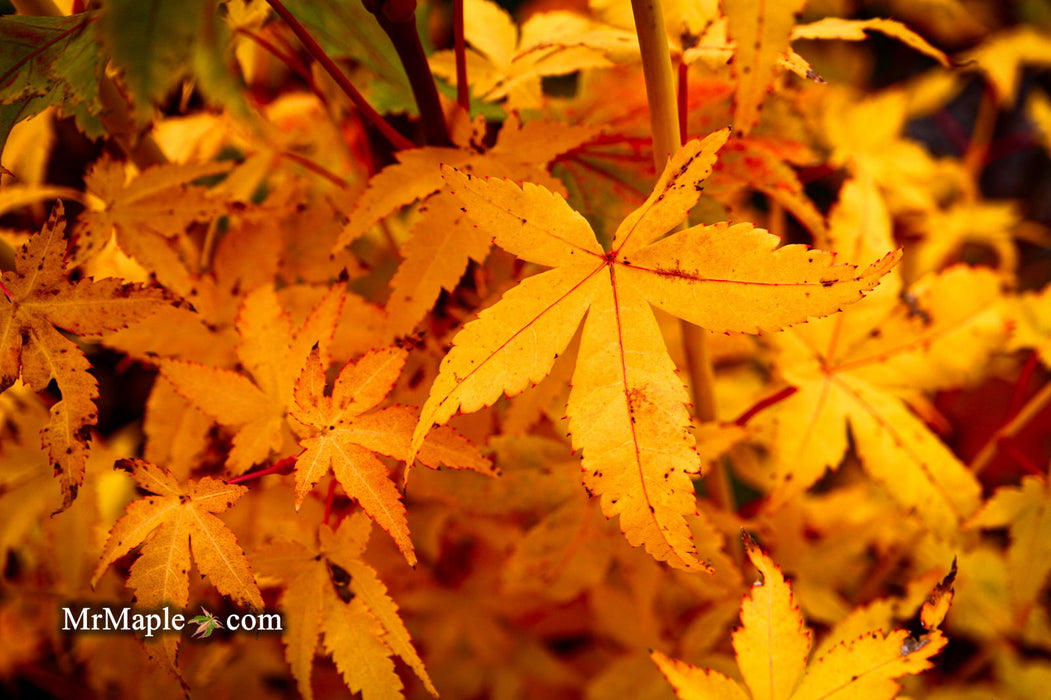 - Acer palmatum 'Bihou' Yellow Coral Bark Japanese Maple - Mr Maple │ Buy Japanese Maple Trees