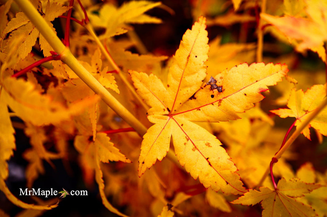 - Acer palmatum 'Bihou' Yellow Coral Bark Japanese Maple - Mr Maple │ Buy Japanese Maple Trees