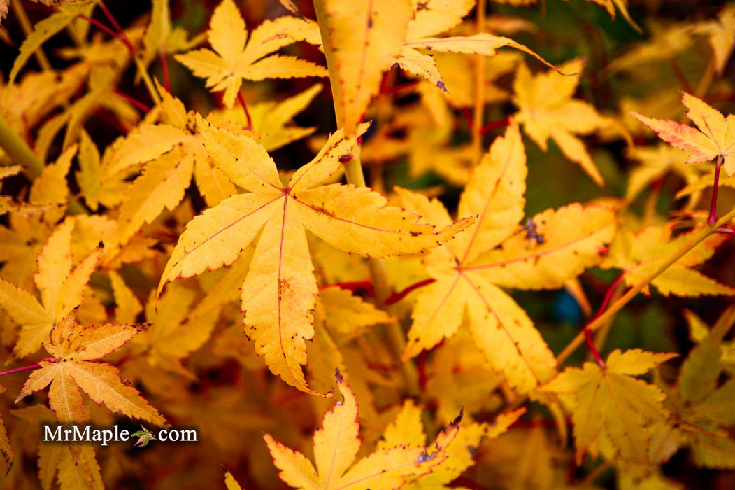 - Acer palmatum 'Bihou' Yellow Coral Bark Japanese Maple - Mr Maple │ Buy Japanese Maple Trees