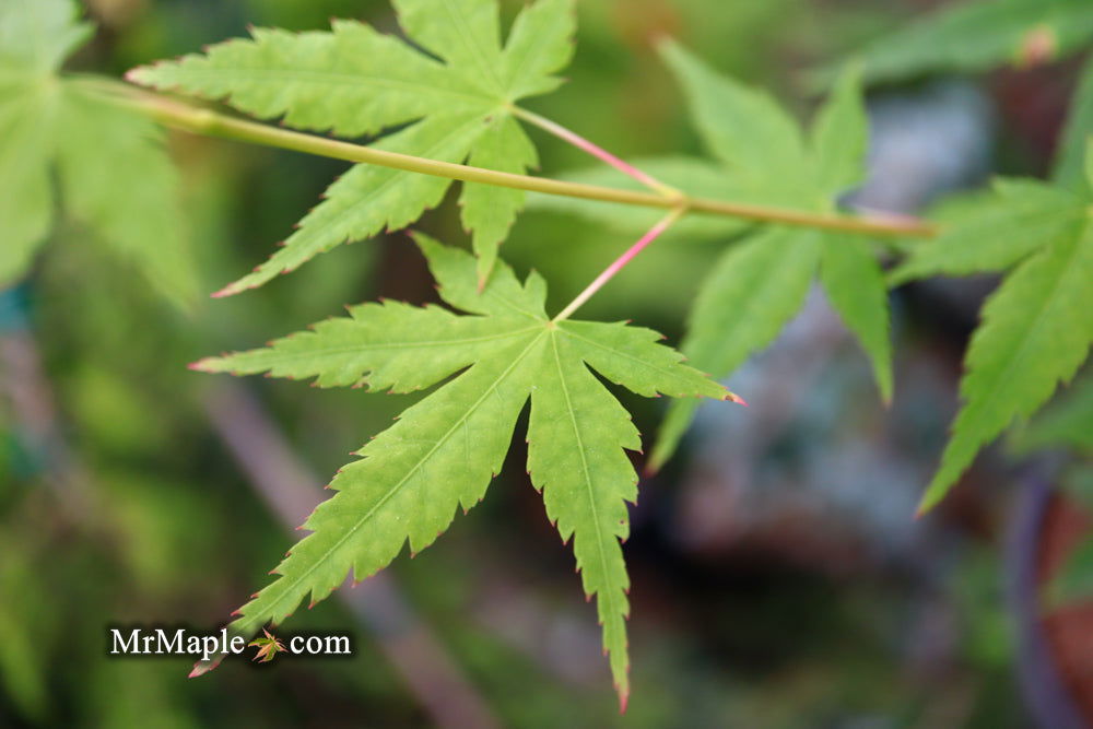 - Acer palmatum 'Bihou' Yellow Coral Bark Japanese Maple - Mr Maple │ Buy Japanese Maple Trees