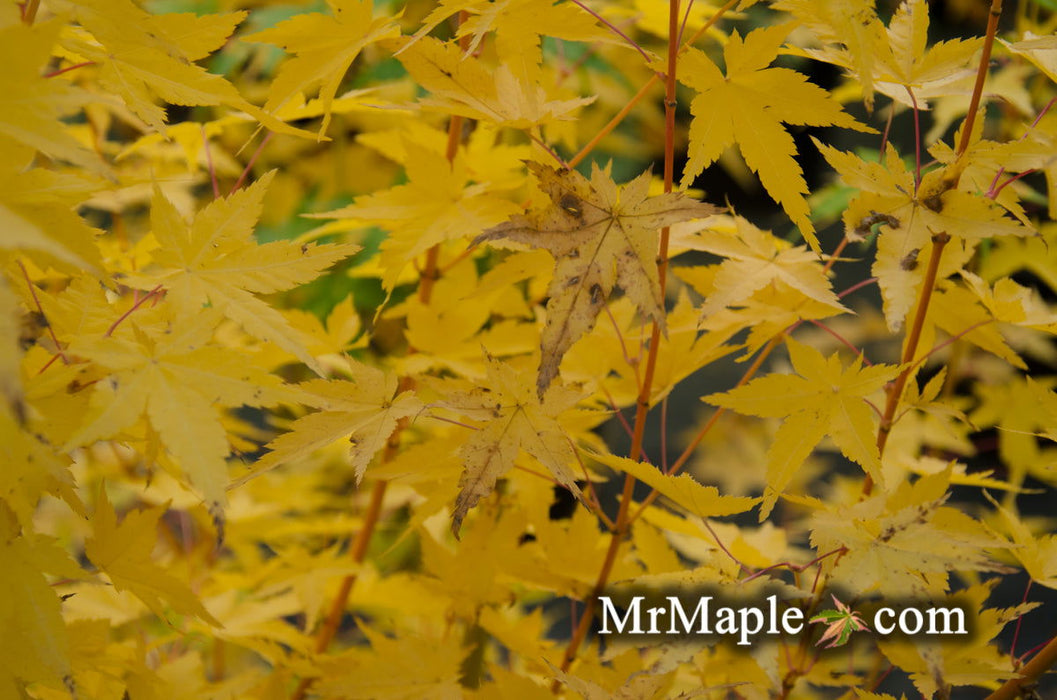 - Acer palmatum 'Bihou' Yellow Coral Bark Japanese Maple - Mr Maple │ Buy Japanese Maple Trees