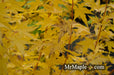 - Acer palmatum 'Bihou' Yellow Coral Bark Japanese Maple - Mr Maple │ Buy Japanese Maple Trees