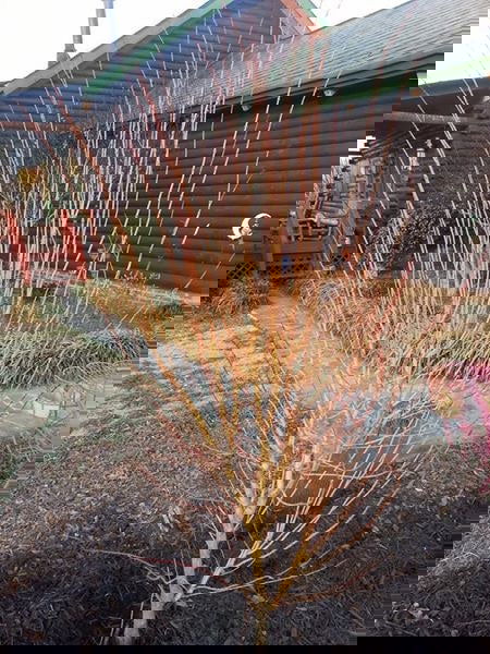 - Acer palmatum 'Bihou' Yellow Coral Bark Japanese Maple - Mr Maple │ Buy Japanese Maple Trees