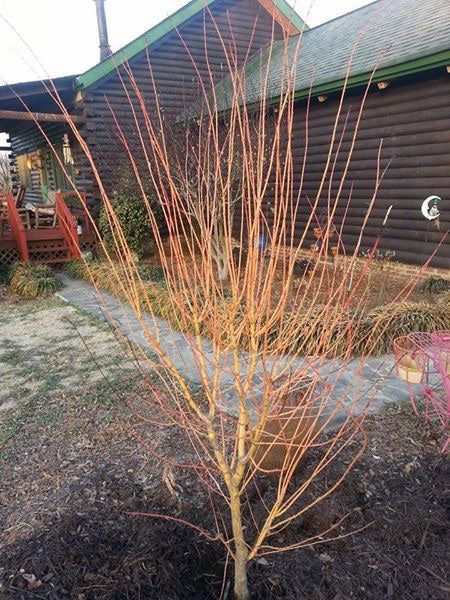 - Acer palmatum 'Bihou' Yellow Coral Bark Japanese Maple - Mr Maple │ Buy Japanese Maple Trees