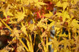 - Acer palmatum 'Bihou' Yellow Coral Bark Japanese Maple - Mr Maple │ Buy Japanese Maple Trees