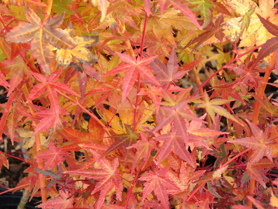 - Acer palmatum 'Bihou' Yellow Coral Bark Japanese Maple - Mr Maple │ Buy Japanese Maple Trees