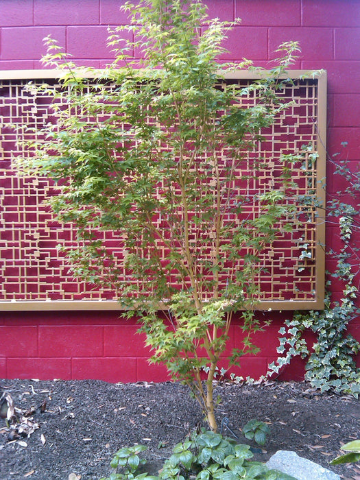 - Acer palmatum 'Bihou' Yellow Coral Bark Japanese Maple - Mr Maple │ Buy Japanese Maple Trees