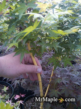 - Acer palmatum 'Bihou' Yellow Coral Bark Japanese Maple - Mr Maple │ Buy Japanese Maple Trees