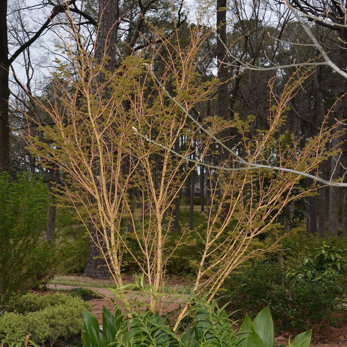 - Acer palmatum 'Bihou' Yellow Coral Bark Japanese Maple - Mr Maple │ Buy Japanese Maple Trees