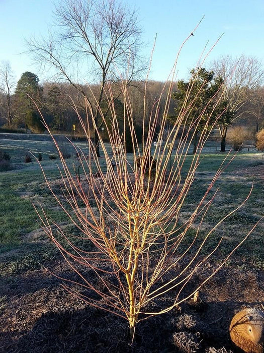 - Acer palmatum 'Bihou' Yellow Coral Bark Japanese Maple - Mr Maple │ Buy Japanese Maple Trees