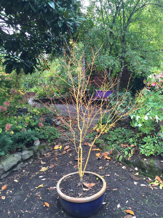 - Acer palmatum 'Bihou' Yellow Coral Bark Japanese Maple - Mr Maple │ Buy Japanese Maple Trees