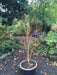 - Acer palmatum 'Bihou' Yellow Coral Bark Japanese Maple - Mr Maple │ Buy Japanese Maple Trees