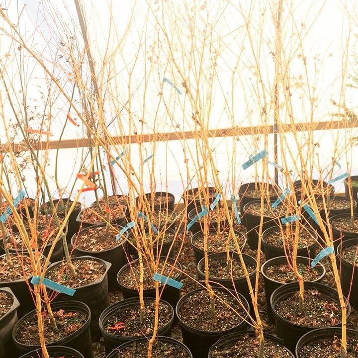 - Acer palmatum 'Bihou' Yellow Coral Bark Japanese Maple - Mr Maple │ Buy Japanese Maple Trees