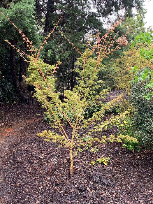 - Acer palmatum 'Bihou' Yellow Coral Bark Japanese Maple - Mr Maple │ Buy Japanese Maple Trees