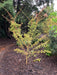 - Acer palmatum 'Bihou' Yellow Coral Bark Japanese Maple - Mr Maple │ Buy Japanese Maple Trees