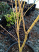 - Acer palmatum 'Bihou' Yellow Coral Bark Japanese Maple - Mr Maple │ Buy Japanese Maple Trees