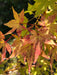 - Acer palmatum 'Bihou' Yellow Coral Bark Japanese Maple - Mr Maple │ Buy Japanese Maple Trees