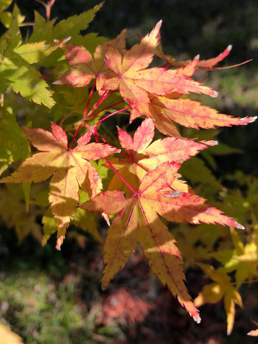 - Acer palmatum 'Bihou' Yellow Coral Bark Japanese Maple - Mr Maple │ Buy Japanese Maple Trees