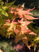 - Acer palmatum 'Bihou' Yellow Coral Bark Japanese Maple - Mr Maple │ Buy Japanese Maple Trees