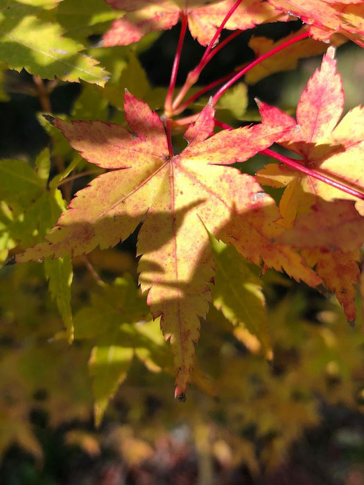 - Acer palmatum 'Bihou' Yellow Coral Bark Japanese Maple - Mr Maple │ Buy Japanese Maple Trees