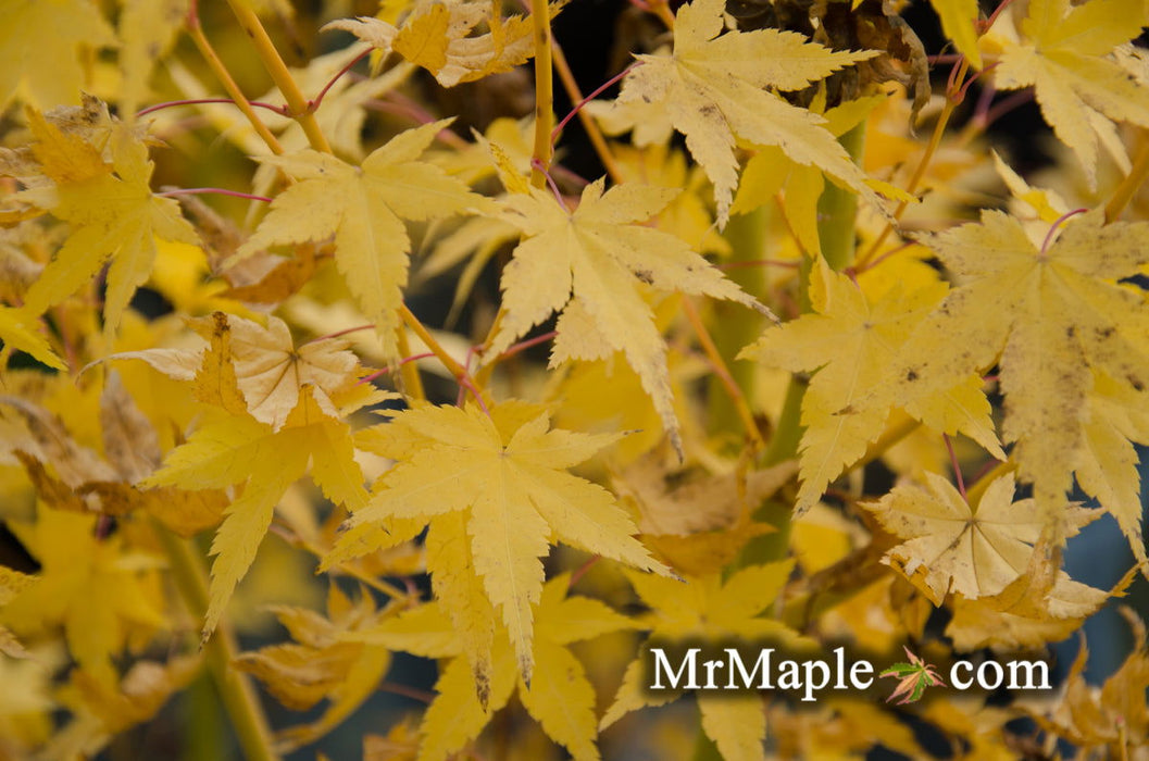 - Acer palmatum 'Bihou' Yellow Coral Bark Japanese Maple - Mr Maple │ Buy Japanese Maple Trees