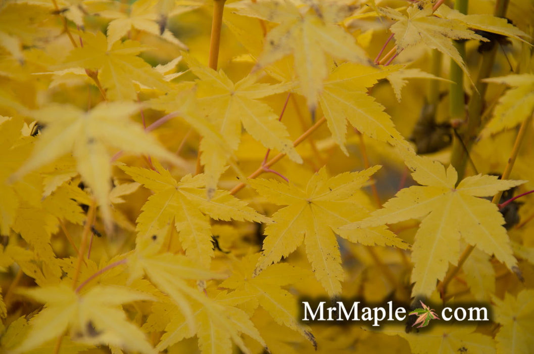 - Acer palmatum 'Bihou' Yellow Coral Bark Japanese Maple - Mr Maple │ Buy Japanese Maple Trees