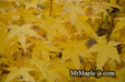 - Acer palmatum 'Bihou' Yellow Coral Bark Japanese Maple - Mr Maple │ Buy Japanese Maple Trees