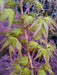 - Acer palmatum 'Bihou' Yellow Coral Bark Japanese Maple - Mr Maple │ Buy Japanese Maple Trees