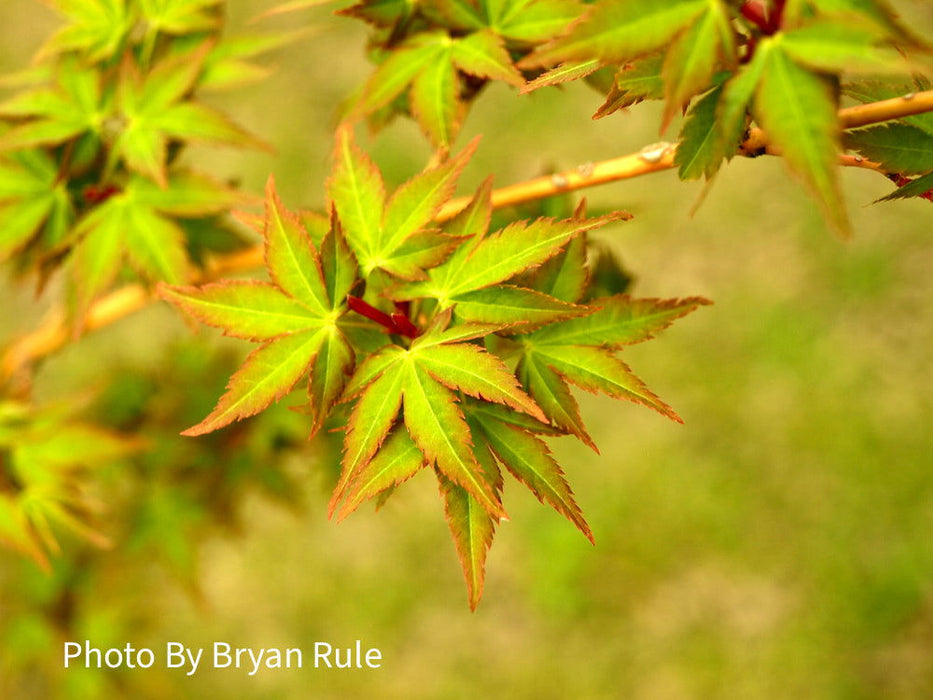 - Acer palmatum 'Bihou' Yellow Coral Bark Japanese Maple - Mr Maple │ Buy Japanese Maple Trees