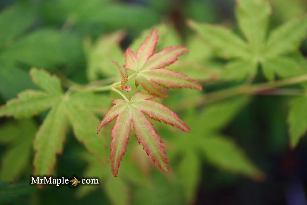 - Acer palmatum 'Bihou' Yellow Coral Bark Japanese Maple - Mr Maple │ Buy Japanese Maple Trees