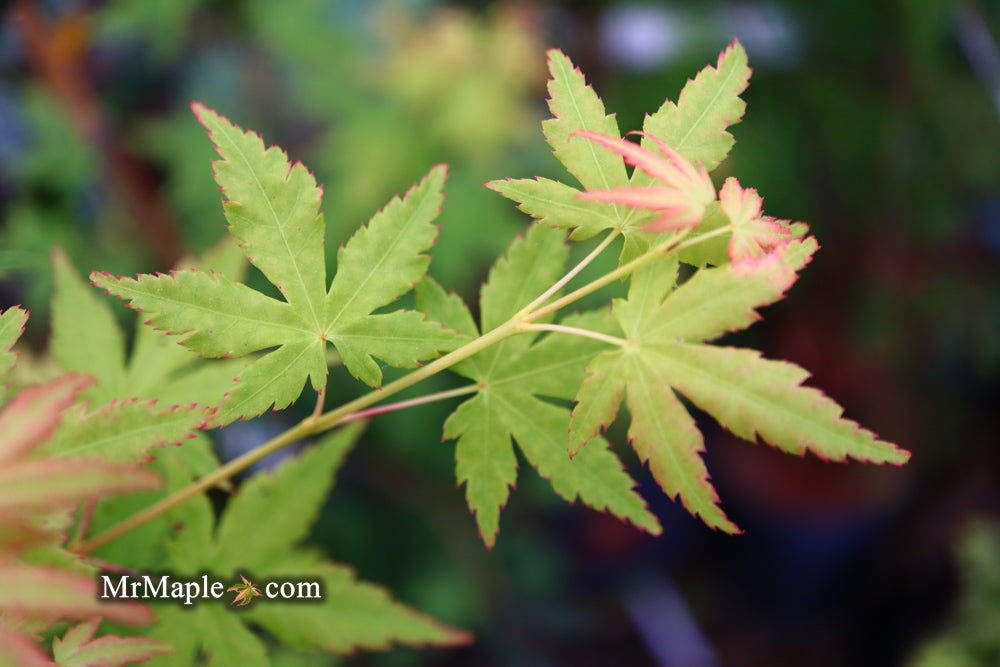 - Acer palmatum 'Bihou' Yellow Coral Bark Japanese Maple - Mr Maple │ Buy Japanese Maple Trees