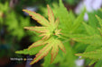 - Acer palmatum 'Bihou' Yellow Coral Bark Japanese Maple - Mr Maple │ Buy Japanese Maple Trees