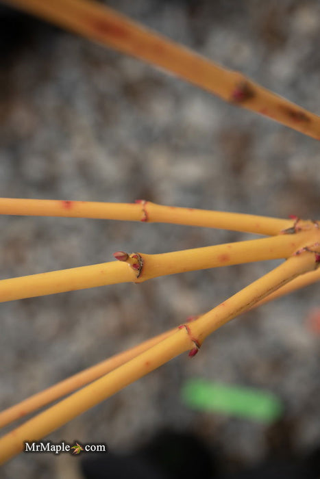 - Acer palmatum 'Bihou' Yellow Coral Bark Japanese Maple - Mr Maple │ Buy Japanese Maple Trees