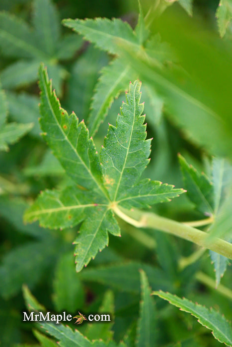 - Acer palmatum 'Bihou' Yellow Coral Bark Japanese Maple - Mr Maple │ Buy Japanese Maple Trees