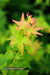 - Acer palmatum 'Bihou' Yellow Coral Bark Japanese Maple - Mr Maple │ Buy Japanese Maple Trees