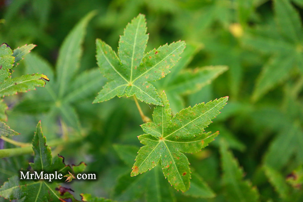 - Acer palmatum 'Bihou' Yellow Coral Bark Japanese Maple - Mr Maple │ Buy Japanese Maple Trees