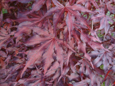 - Acer palmatum 'Black Hole' Japanese Maple - Mr Maple │ Buy Japanese Maple Trees