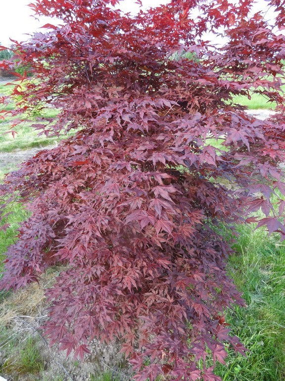 Buy Acer palmatum 'Black Hole' Japanese Maple — Mr Maple │ Buy