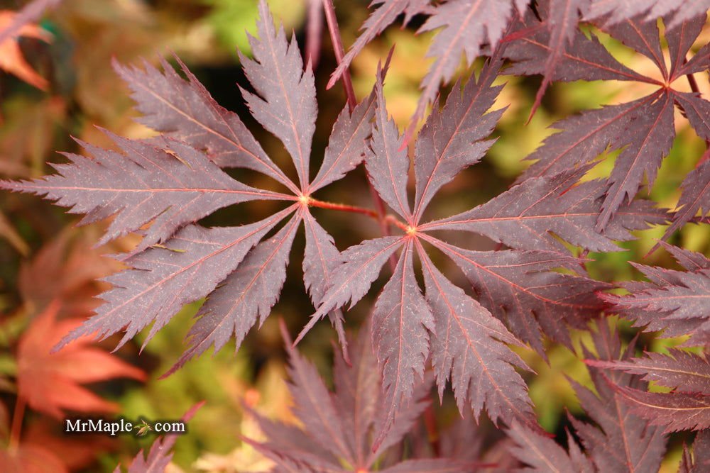 Buy Acer palmatum 'Black Lace' Japanese Maple — Mr Maple │ Buy