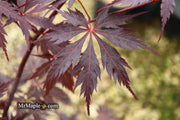 - Acer palmatum 'Black Lace' Japanese Maple - Mr Maple │ Buy Japanese Maple Trees