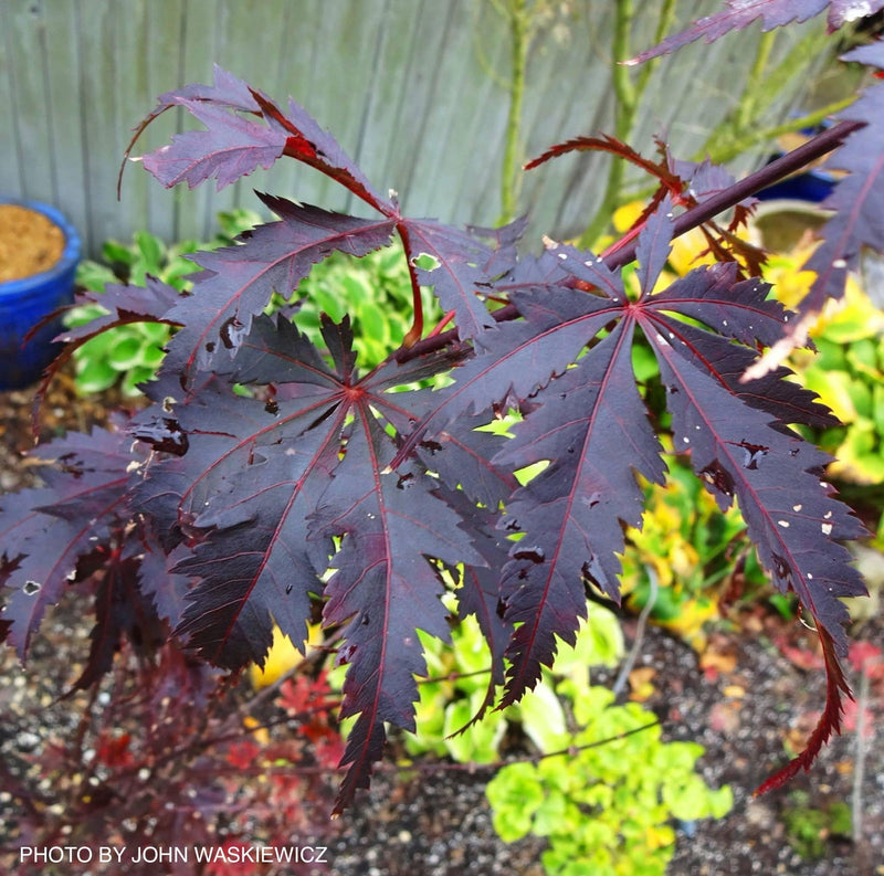 - Acer palmatum 'Black Lace' Japanese Maple - Mr Maple │ Buy Japanese Maple Trees