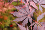 - Acer palmatum 'Black Lace' Japanese Maple - Mr Maple │ Buy Japanese Maple Trees