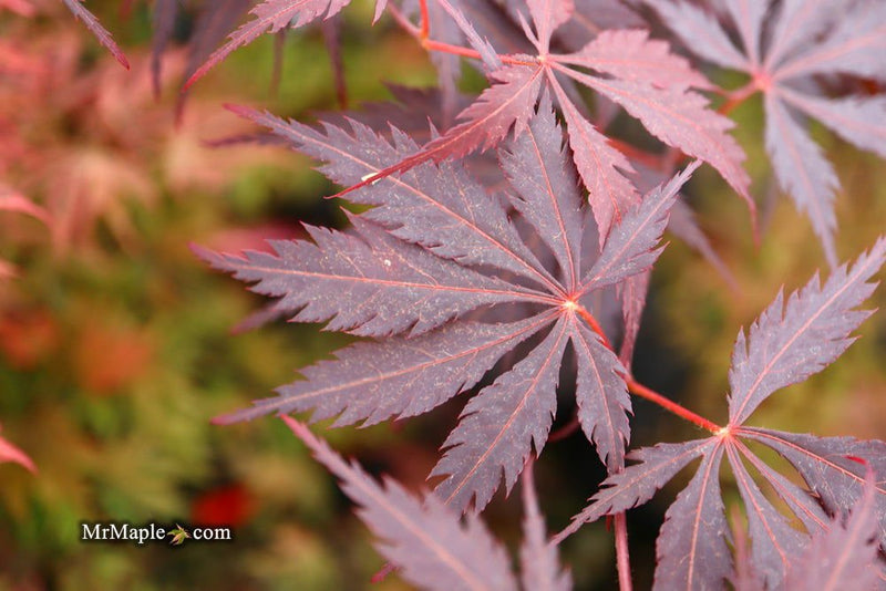 - Acer palmatum 'Black Lace' Japanese Maple - Mr Maple │ Buy Japanese Maple Trees